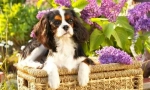 Kavaler king charles spaniel (fotografie): pravý gentleman ve světě psů